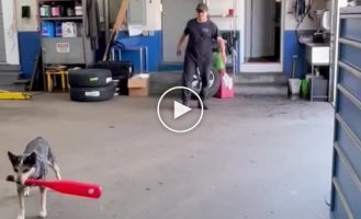 Smart dog unsuccessfully hit the ball