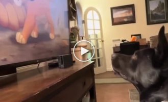 A dog's emotional reaction to the death of the lion Mufasa from the cartoon The Lion King