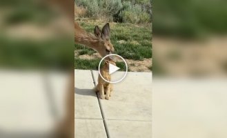 Котов любят даже олени