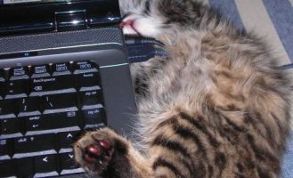 Забавный котик (7 фото)