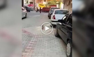 Кошка принесла больного котенка в клинику