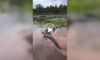 A worthy opponent for crocodiles