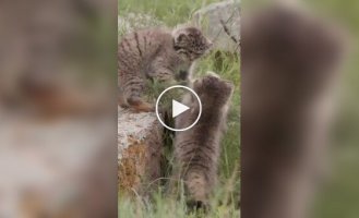 Первая охота манулят