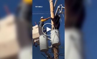 В Аризоні чоловік допоміг ведмедеві спуститися зі стовпа ЛЕП