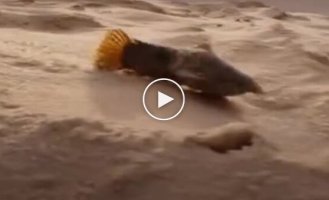 Armored fish on the sand gets to the water