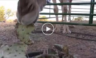 Верблюд ест кактус