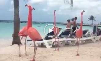 Фламинги пришли позагорать на пляж
