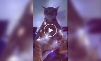 Главное украшение на Новый год