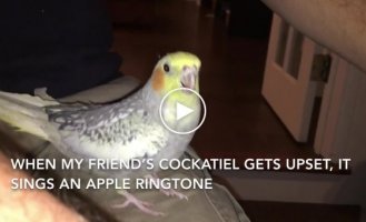 Попугай научился имитировать популярный рингтон и теперь напевает его, когда грустит