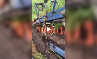 Как происходит уборка моркови на поле