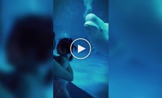 When a beluga whale is bored in an aquarium