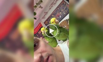 Попугаи поют песню Рианны и Эминема