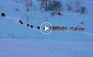 Wild pigs and deer escorted each other in front of a tourist