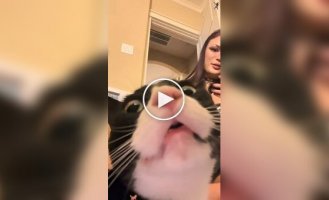 Подборка видео со смешными котами