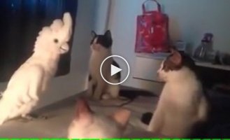 Parrot confuses cats with its meowing