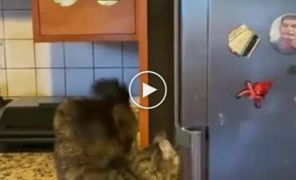 A hungry and very persistent cat, who is trying his best to break into the refrigerator