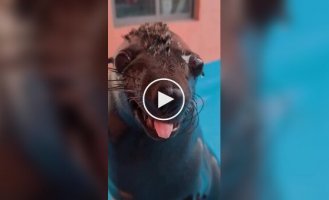 Мужчина погладил морского льва против шерсти