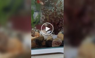 A tiny crab created an attraction for himself inside an aquarium