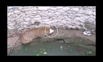 A leopard's chase of a cat ended at the bottom of a well in India