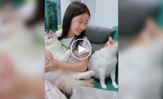 The cat harbors a grudge against his owner