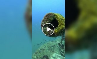 A Fish That Loves Order in the House