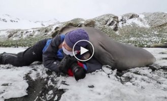 Любопытный тюлень во время фотосессии забрался на женщину-фотографа