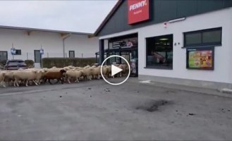 Стадо баранов устроило хаос в супермаркете Баварии