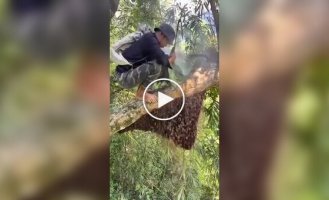 Складальник дикого меду за роботою