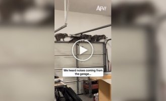 Банда єнотів проникла в гараж у США