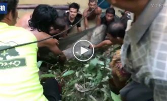 Жители Таиланда спасли 200-килограммового сома