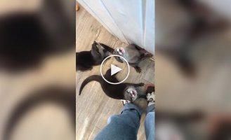 What hungry people sound like otters