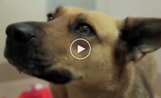 Собака Дора которая потерялась испугавшись фейерверка, спустя 7 месяцев, встретила опять своих хозяевов