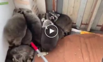 Сложный процесс выселения стаи енотов из дома