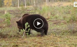 Схватка бурых медведей в лесах Финляндии
