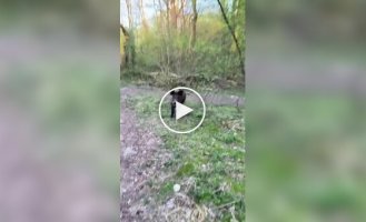 Реакция польской девушки на кабана