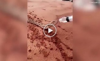Люди напоили змею, страдающую от жажды