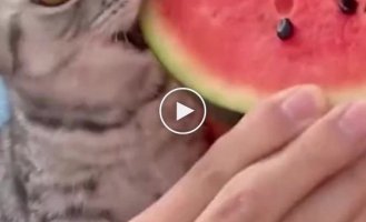 watermelon lover