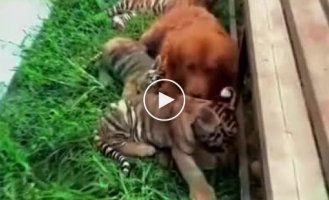 There are no other people's children: a retriever became a mother for tiger cubs