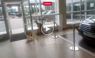 Оленёнка сняли на видео в московском автосалоне