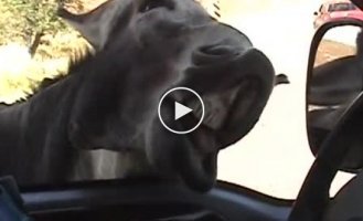 Голодный осел просит кушать
