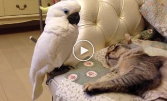 Стеснительный попугай с большой любовью будит кота
