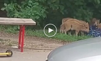 In Warsaw, wild boars stole a child's backpack