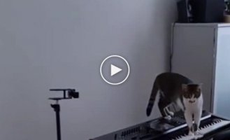 When a cat-film composer lives in your house