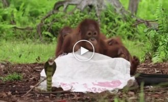 Rehabilitation center employee teaches baby orangutans to be afraid of snakes