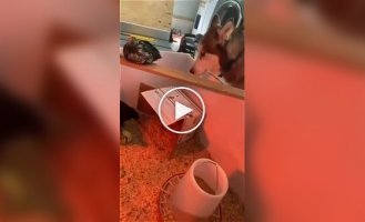 Пес немного проголодался