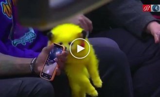 The guy painted the dog in Pikachu