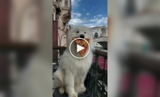 Милый песик уже отправился в путешествие