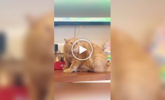 The everyday life of fat cats