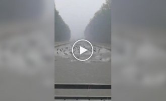 Прыжки серебряных карпов во время сильных ливней и наводнений
