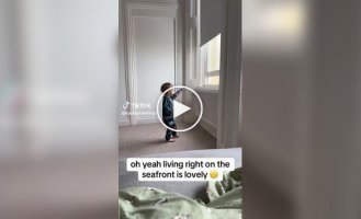 Чайка отобрала у малыша кусок пирога